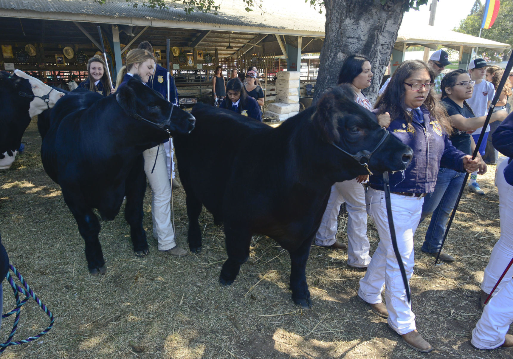 071018 County Fair steer judging 09.jpg
